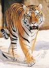 Tiger ******, 4 августа 1998, Москва, id76400988